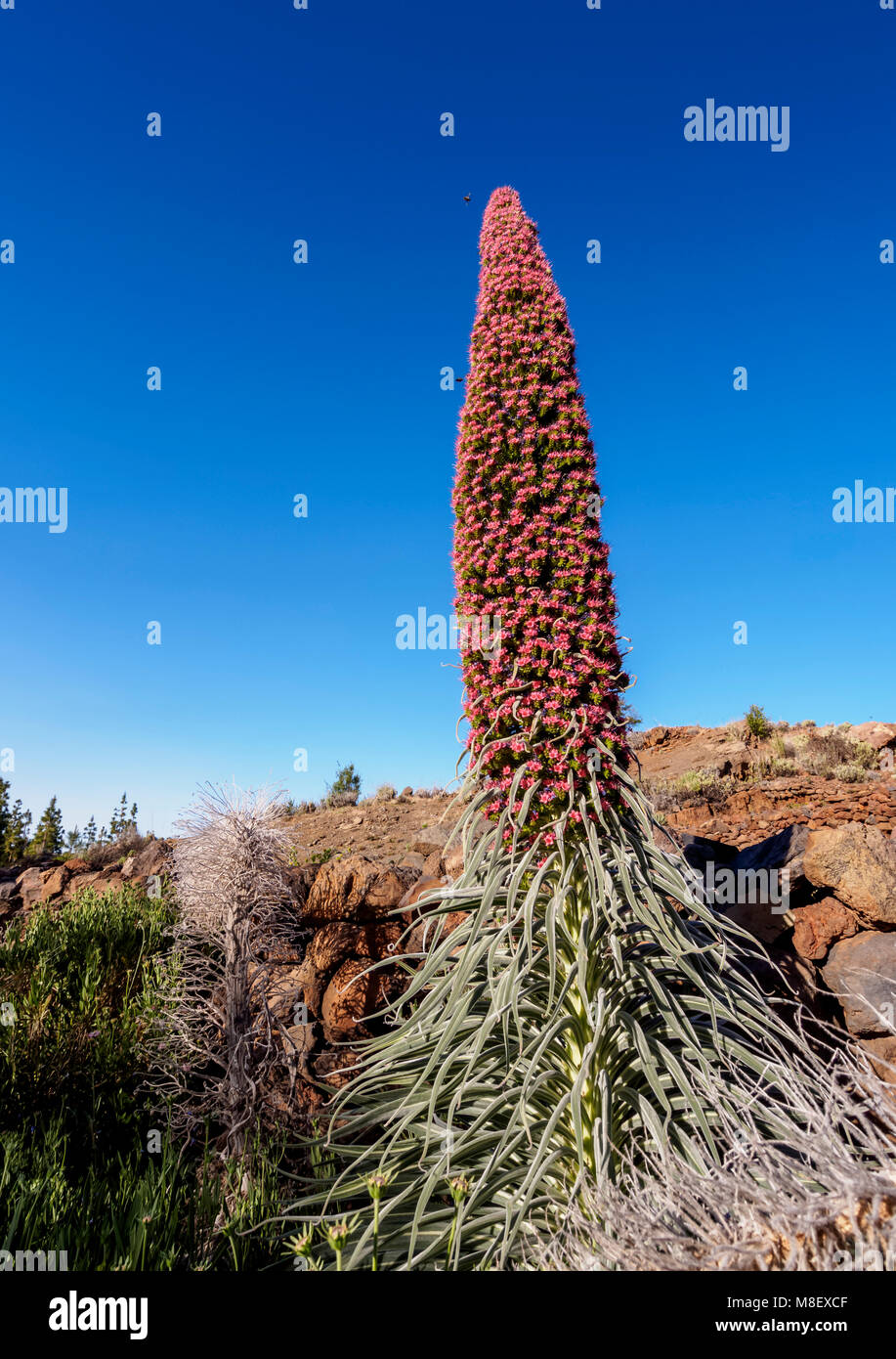 Tajinaste Rojo(Echium Wildpretii), endemic plant, Corona Forestal Natural Park, Vilaflor, Tenerife Island, Canary Islands, Spain Stock Photo