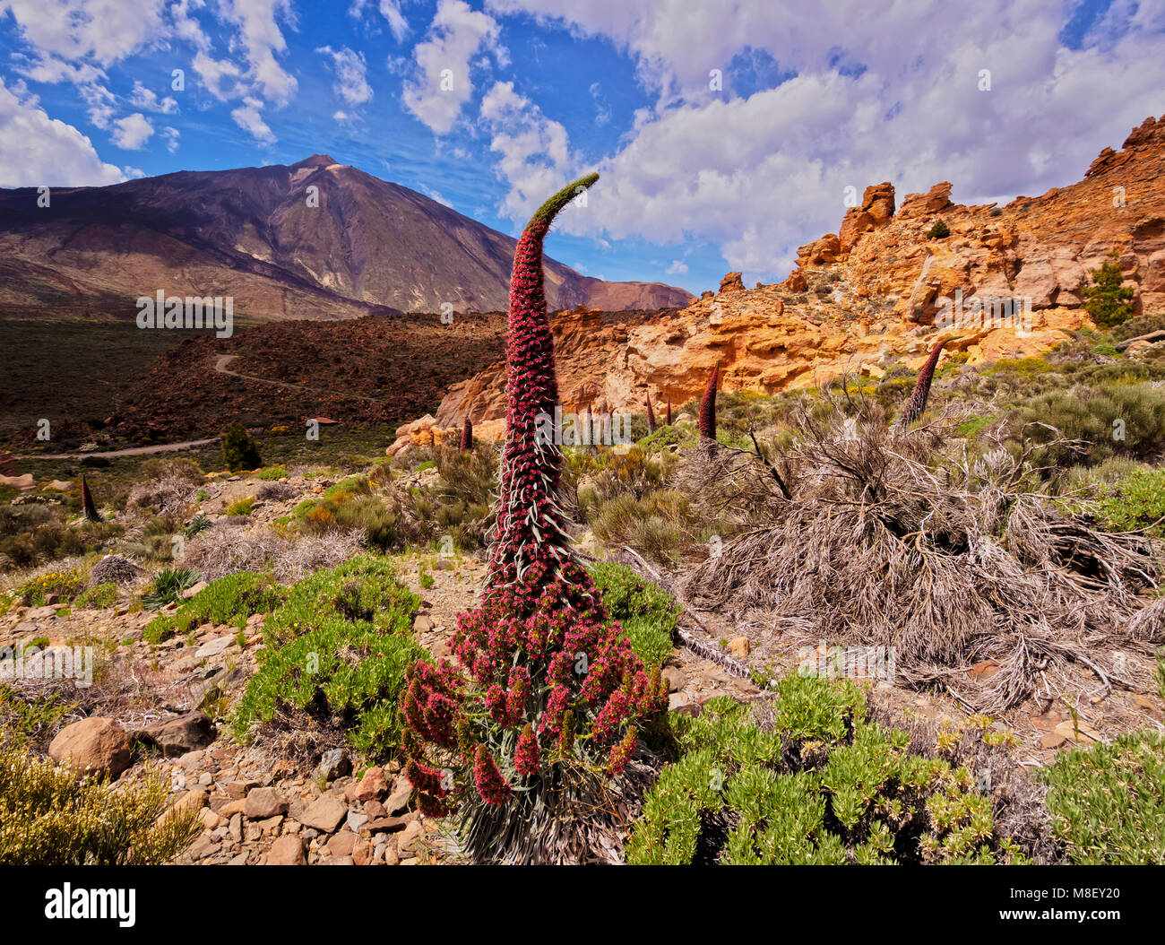 Tajinaste Rojo(Echium Wildpretii), endemic plant, Teide Mountain in the background, Teide National Park, Tenerife Island, Canary Islands, Spain Stock Photo