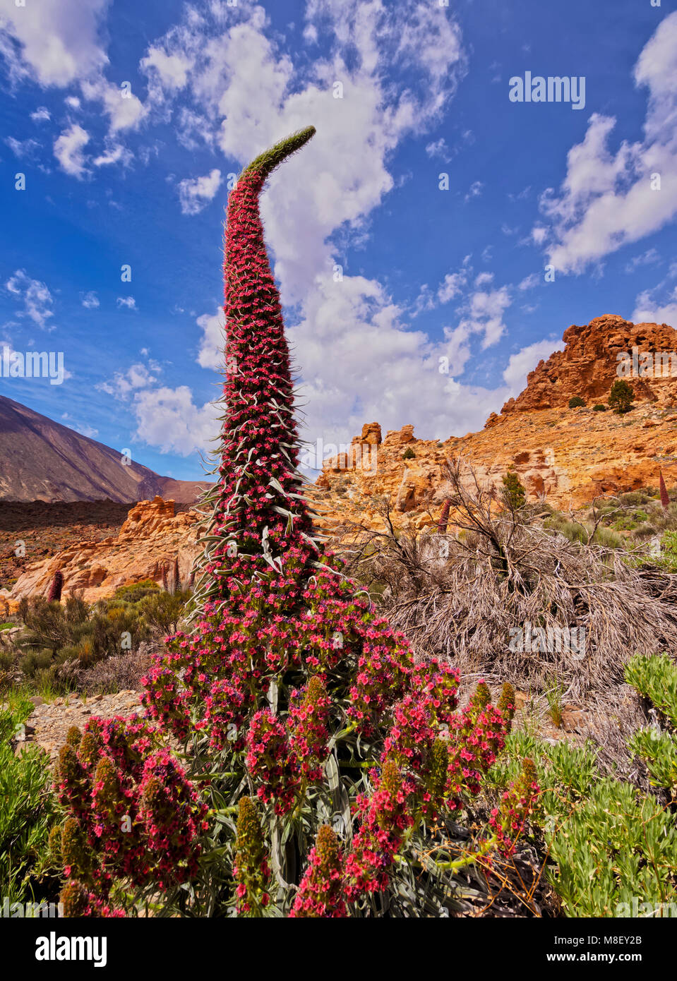 Tajinaste Rojo(Echium Wildpretii), endemic plant, Teide National Park, Tenerife Island, Canary Islands, Spain Stock Photo