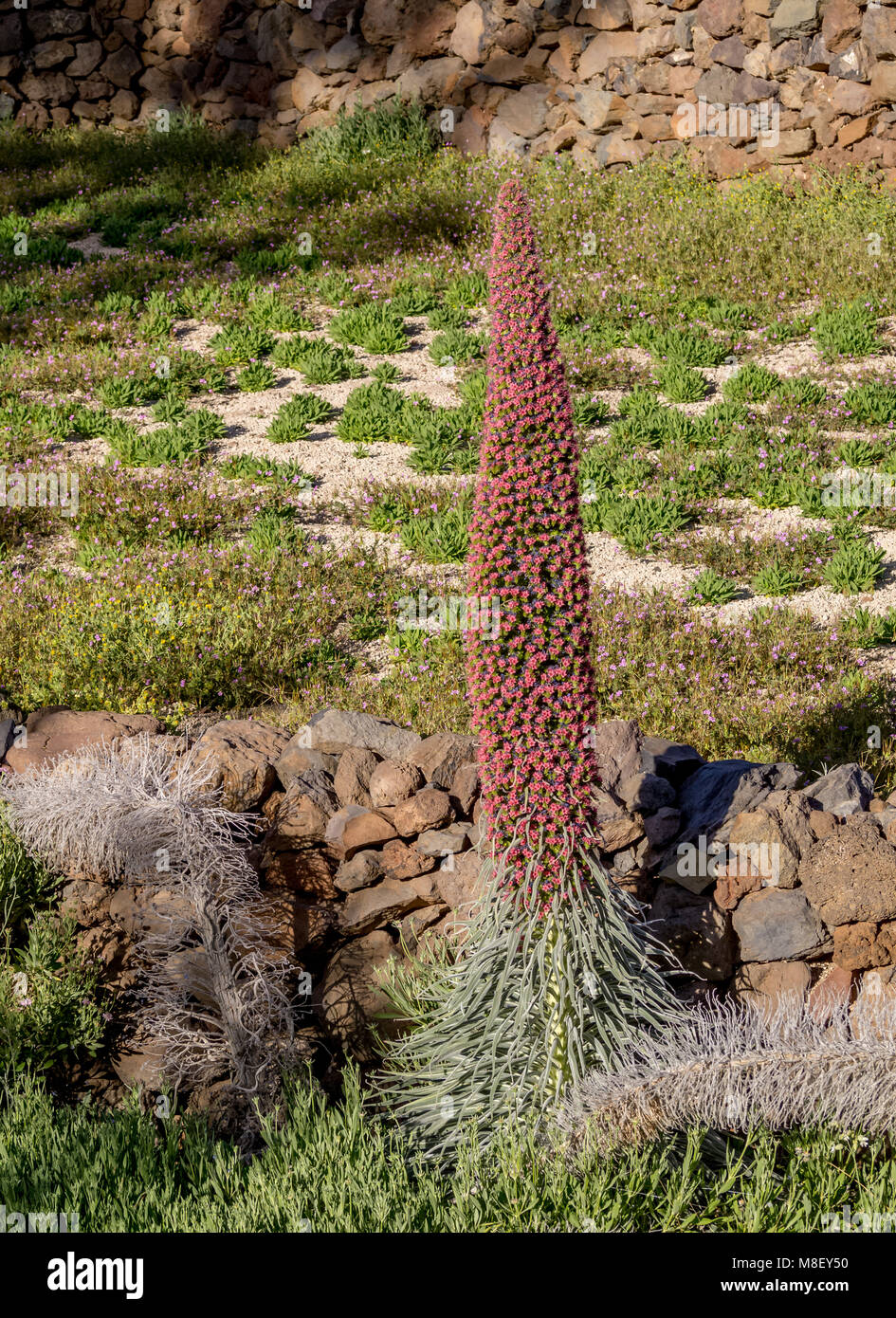 Tajinaste Rojo(Echium Wildpretii), endemic plant, Corona Forestal Natural Park, Vilaflor, Tenerife Island, Canary Islands, Spain Stock Photo
