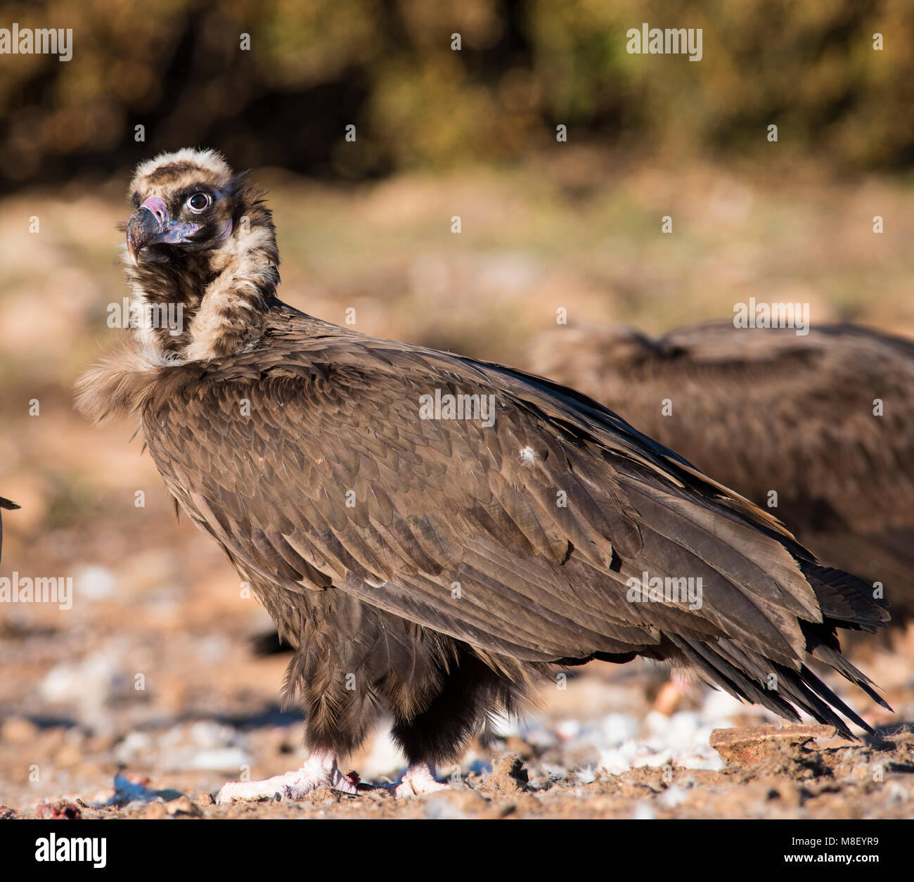 European Black/Cinereous Vulture (Aegypius monachus) sat on the ground in the Pyrenees mountains, Spain, looking face on Stock Photo