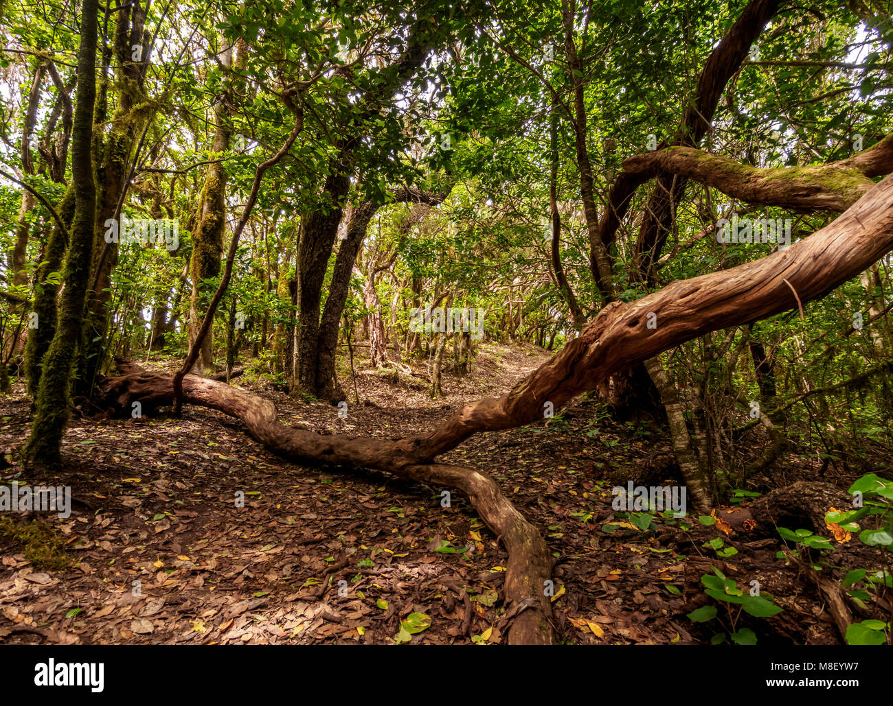 Bosque Encantado, laurel forest, Anaga Rural Park, Tenerife Island