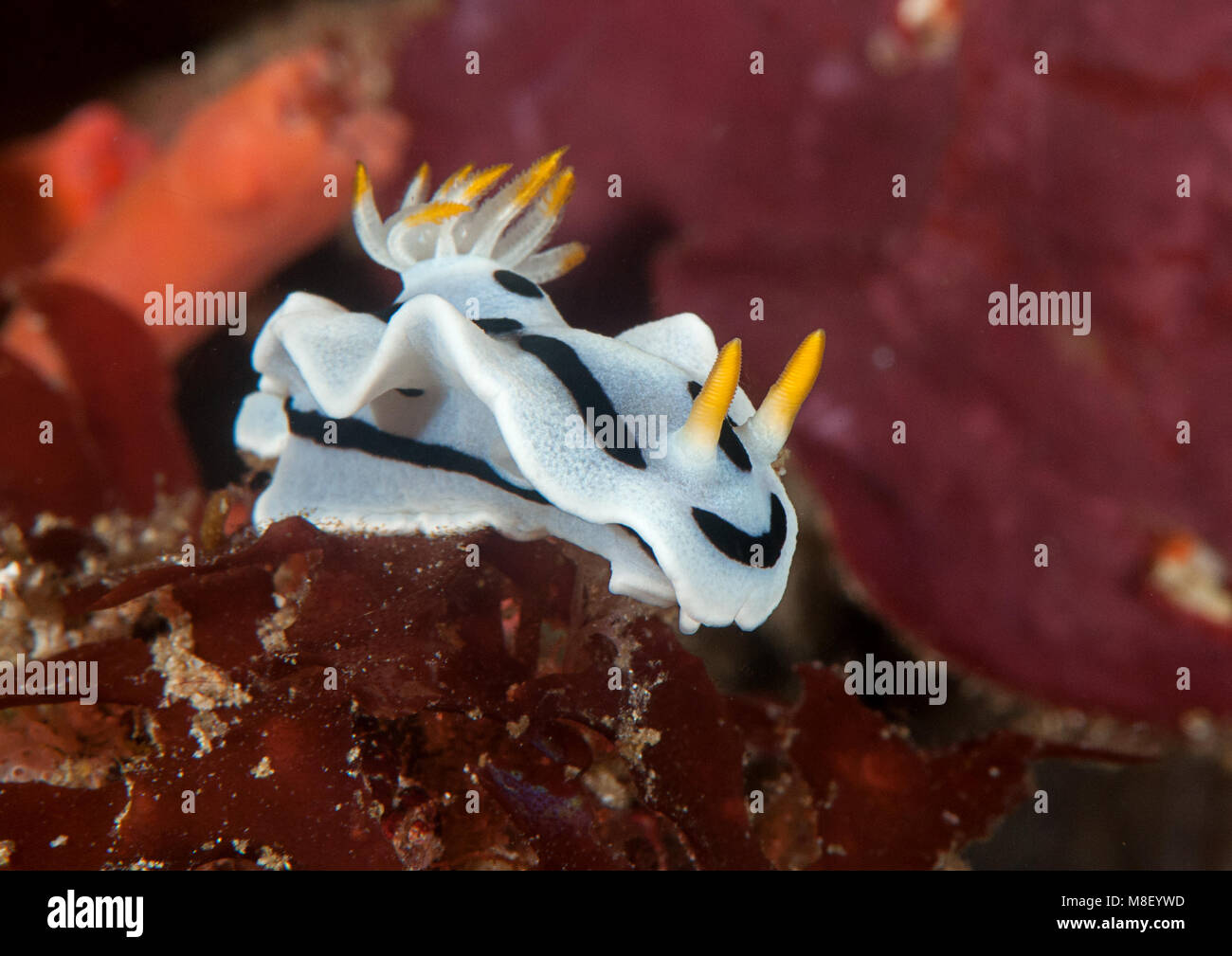 Diana's chromodoris   nudibranch, Chromodoris dianae crawls on coral of Bali Stock Photo