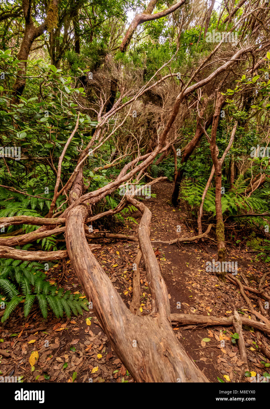 Bosque Encantado, laurel forest, Anaga Rural Park, Tenerife Island
