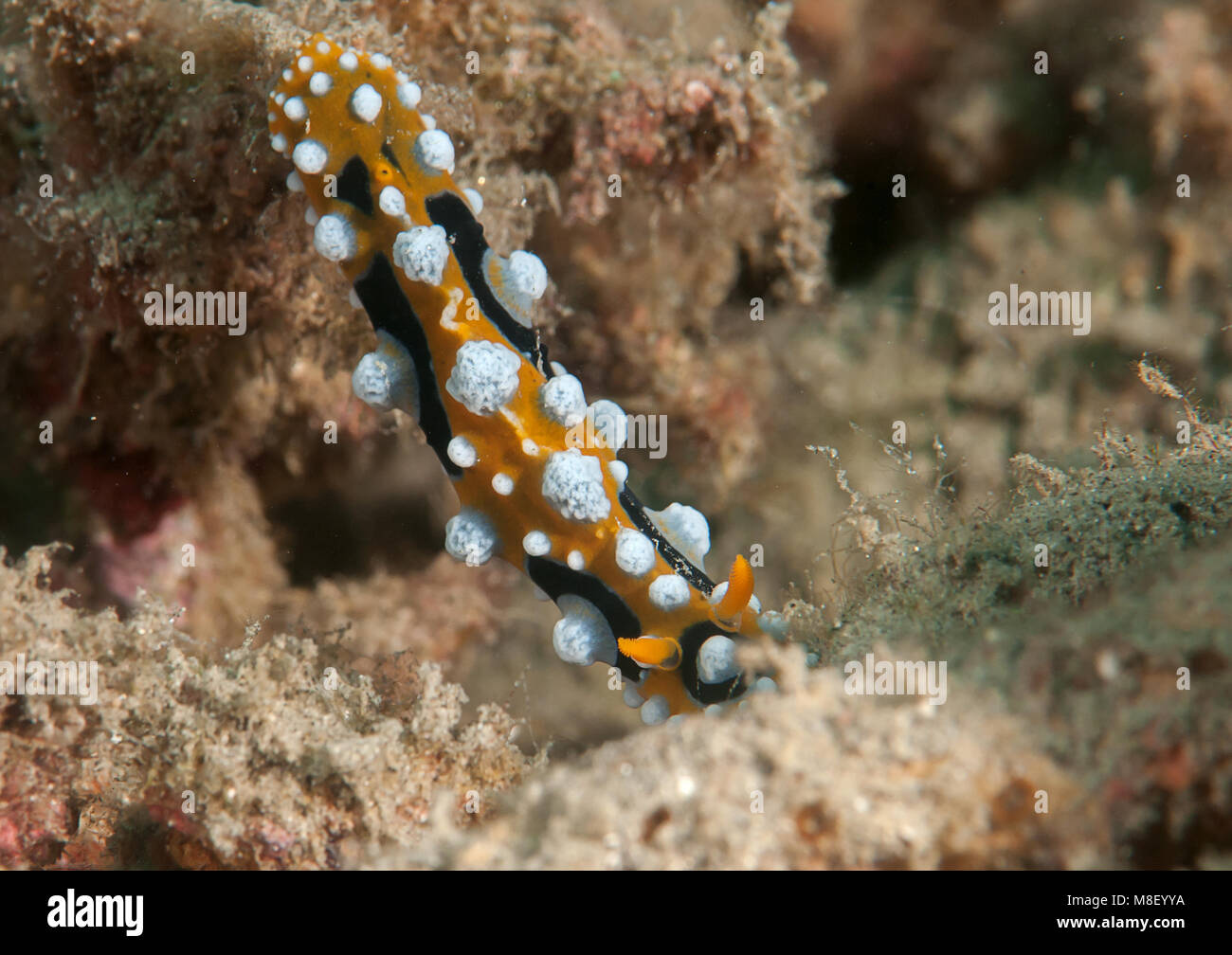 Ocellate phyllidia nudibranch ( Phyllidia ocellata ) crawling on corals of Bali,Indonesia. Stock Photo