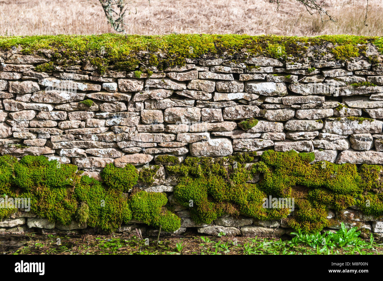 Traditional cotswold stone wall with moss Stock Photo Alamy
