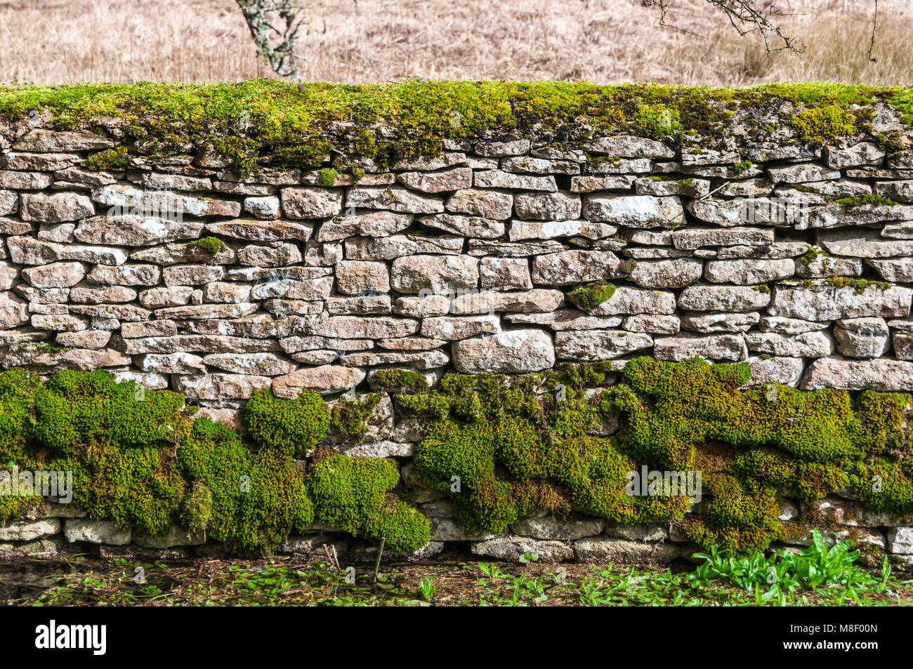 Traditional cotswold stone wall with moss Stock Photo