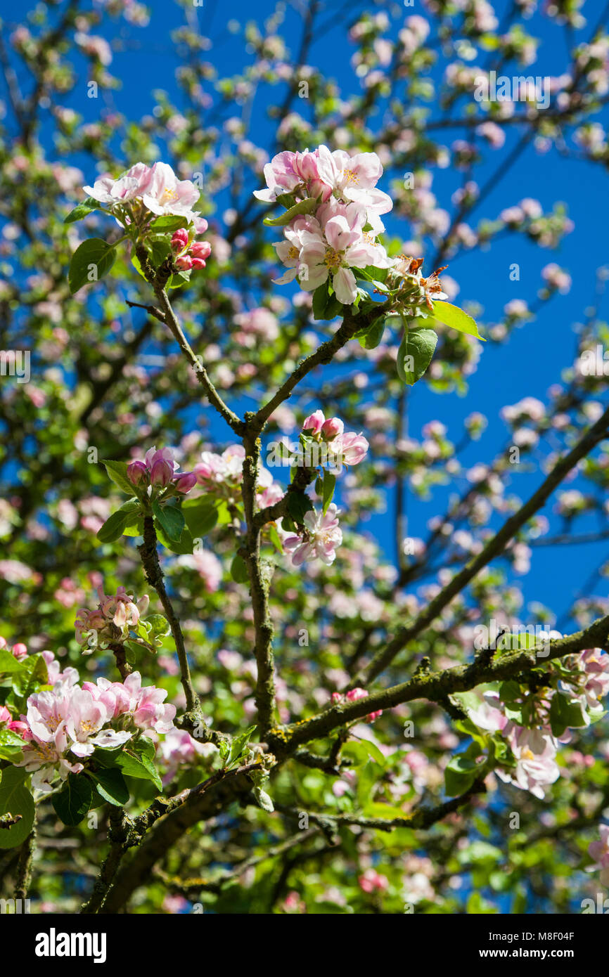 Pink apple blossom flowers on apple tree in springtime Stock Photo Alamy