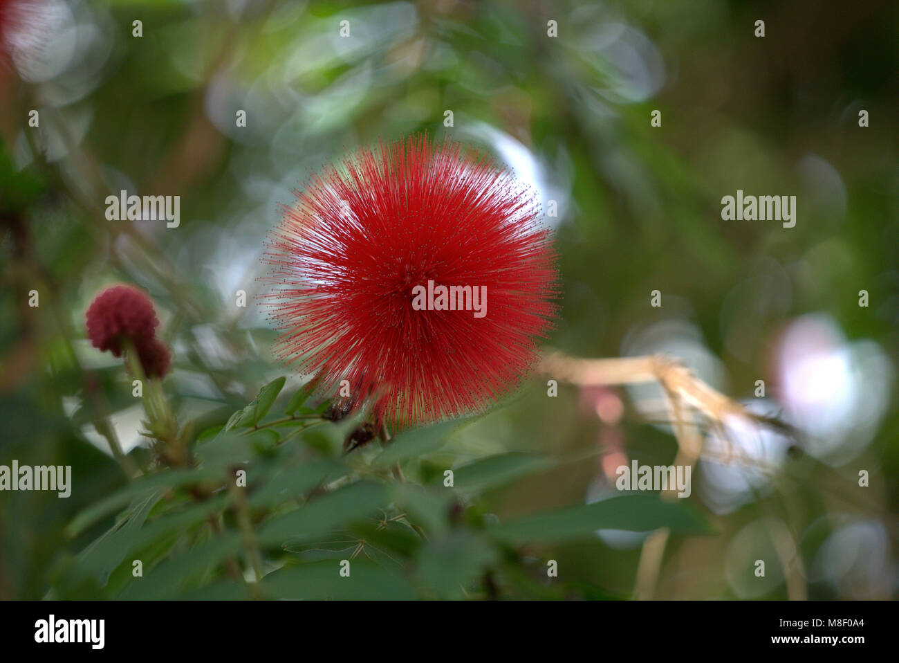 Red Mimosa bloom Stock Photo - Alamy