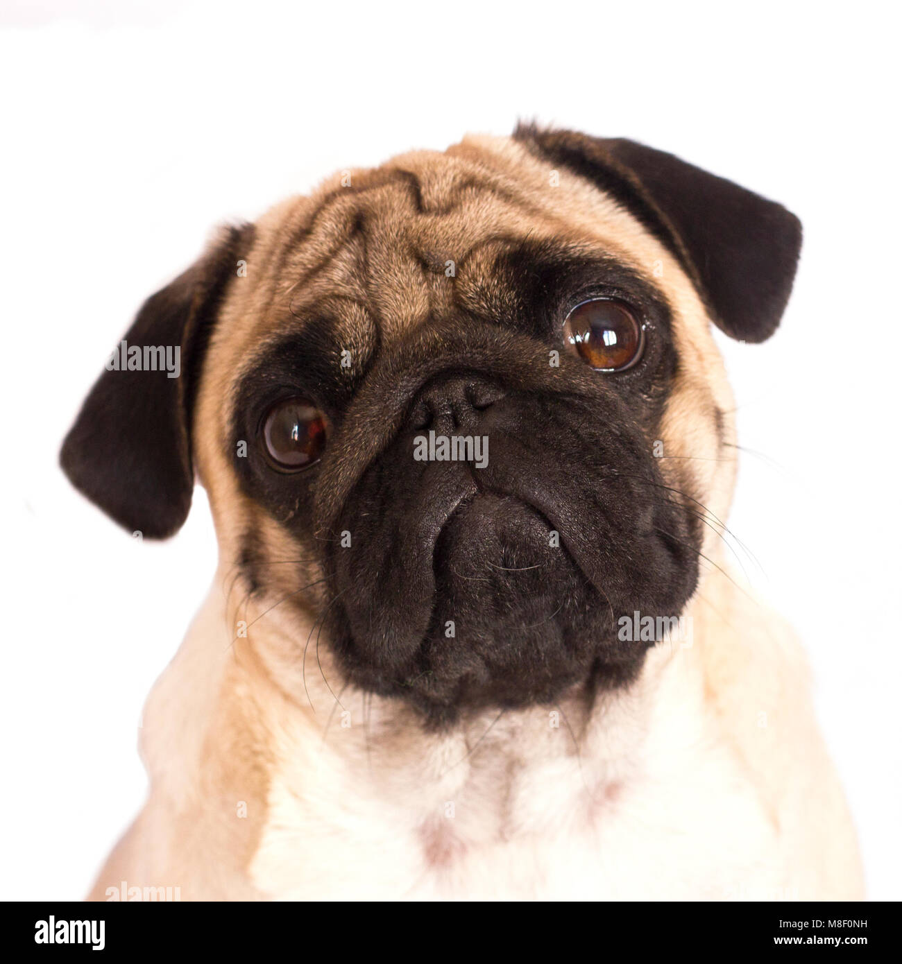 Crying pug dog hi-res stock photography and images - Alamy
