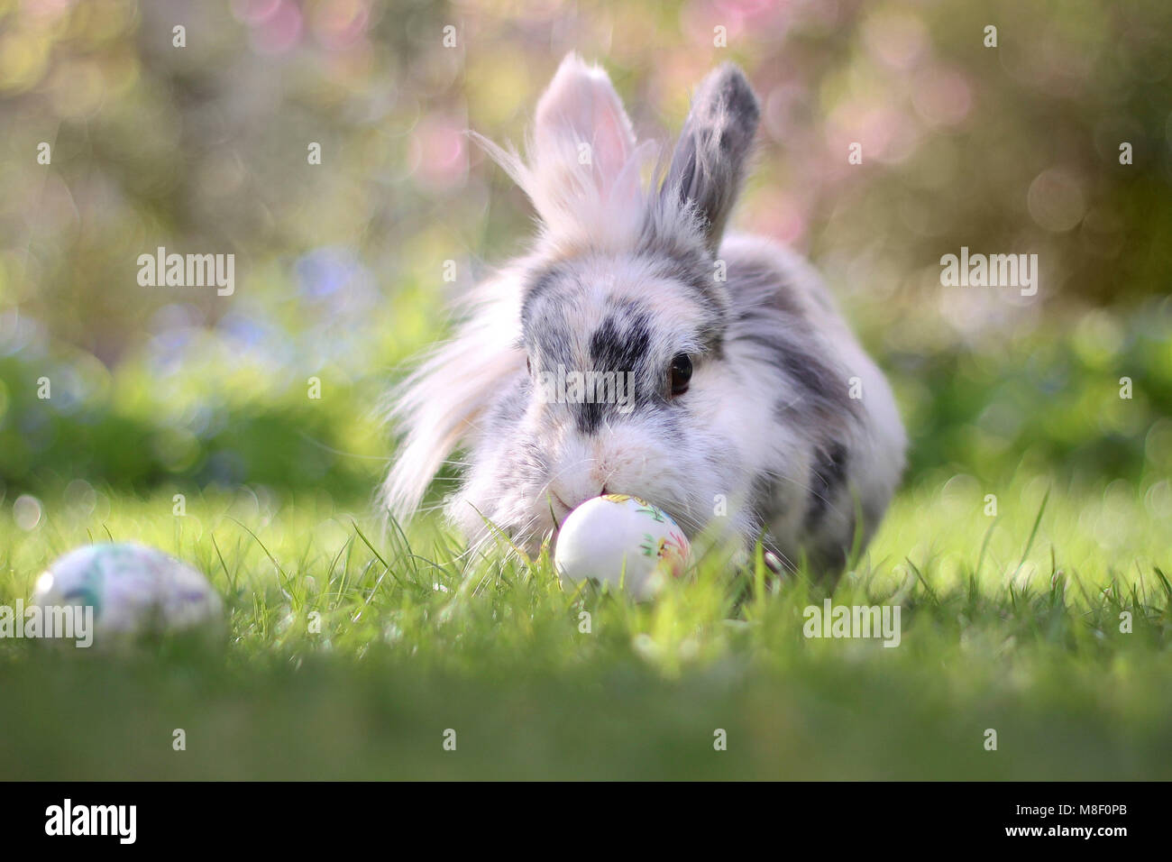 Easter bunny with easter eggs Stock Photo