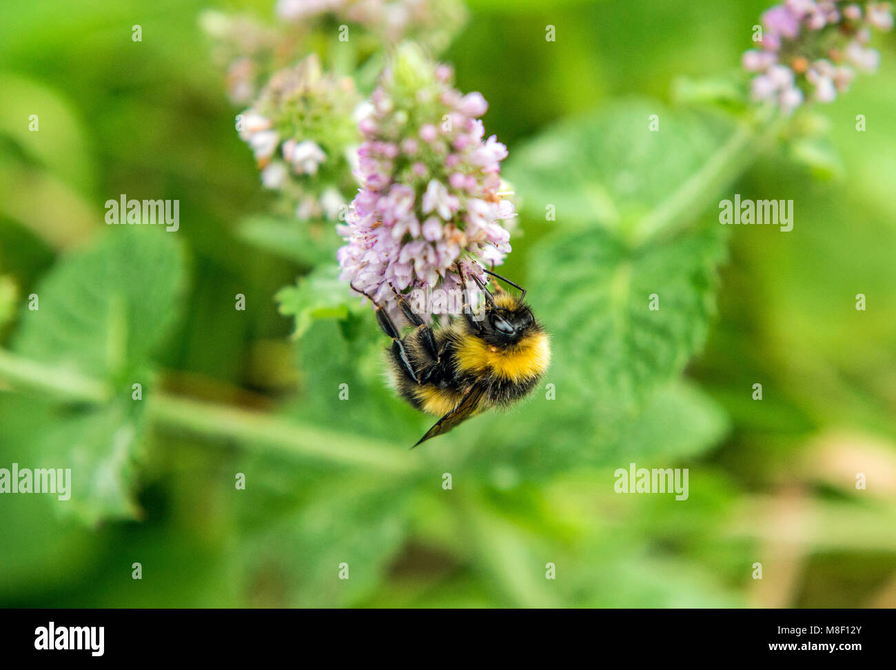 Bees searching for nectar pollen on wild mint flowers in October Stock