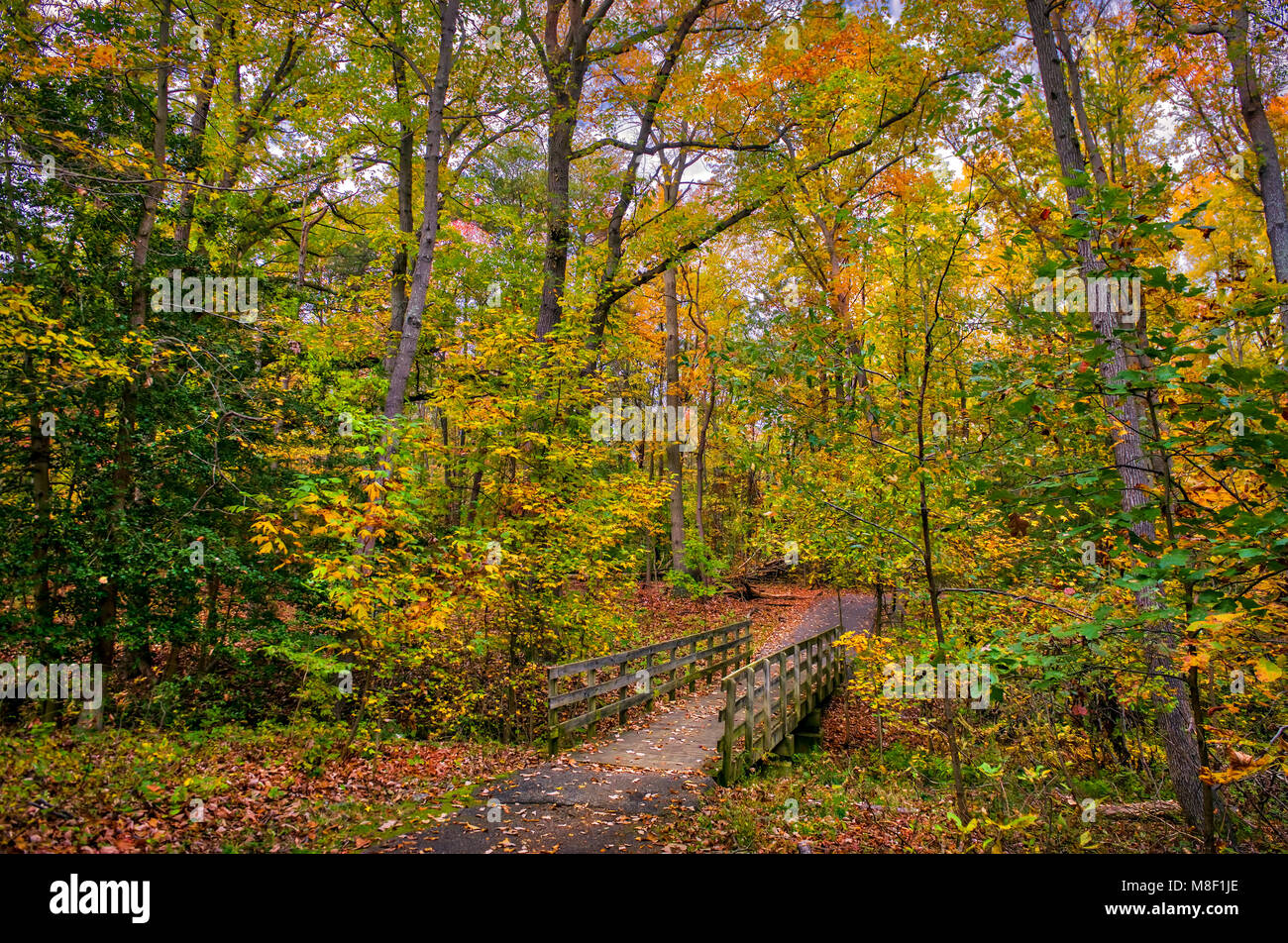 Old wooden walking bridge across a small stream in a Maryland forest ...