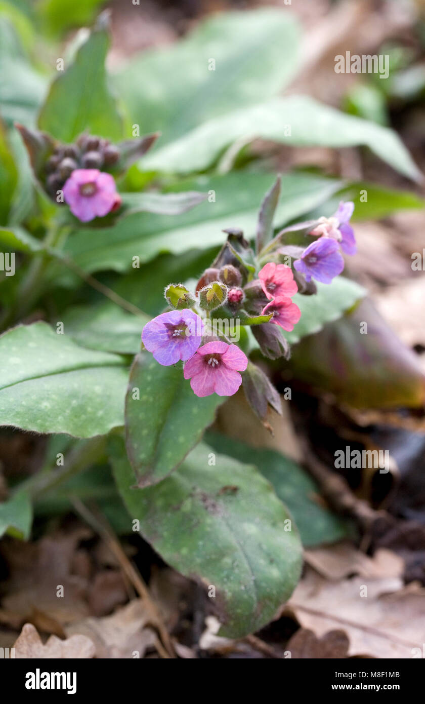 Pulmonaria officinalis flowers in March. Stock Photo