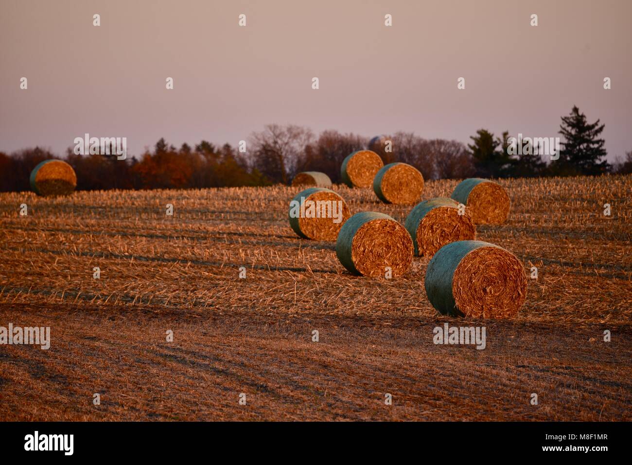 Large round bales of corn stalks, on fields of corn stubble, at golden sunset in the rural countryside outside Monroe, Wisconsin, USA Stock Photo