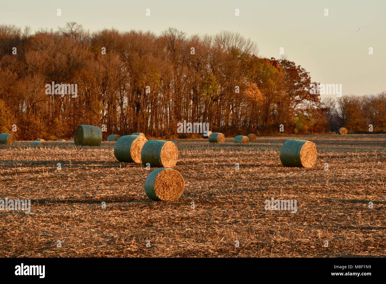 Large round bales of corn stalks, on fields of corn stubble, at golden sunset in the rural countryside outside Monroe, Wisconsin, USA Stock Photo