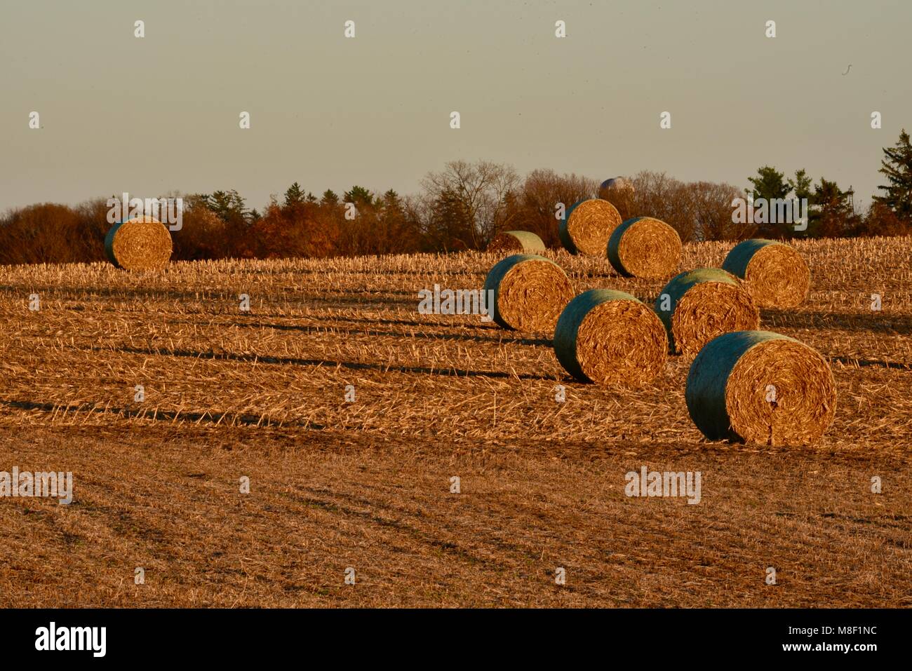 Large round bales of corn stalks, on fields of corn stubble, at golden sunset in the rural countryside outside Monroe, Wisconsin, USA Stock Photo