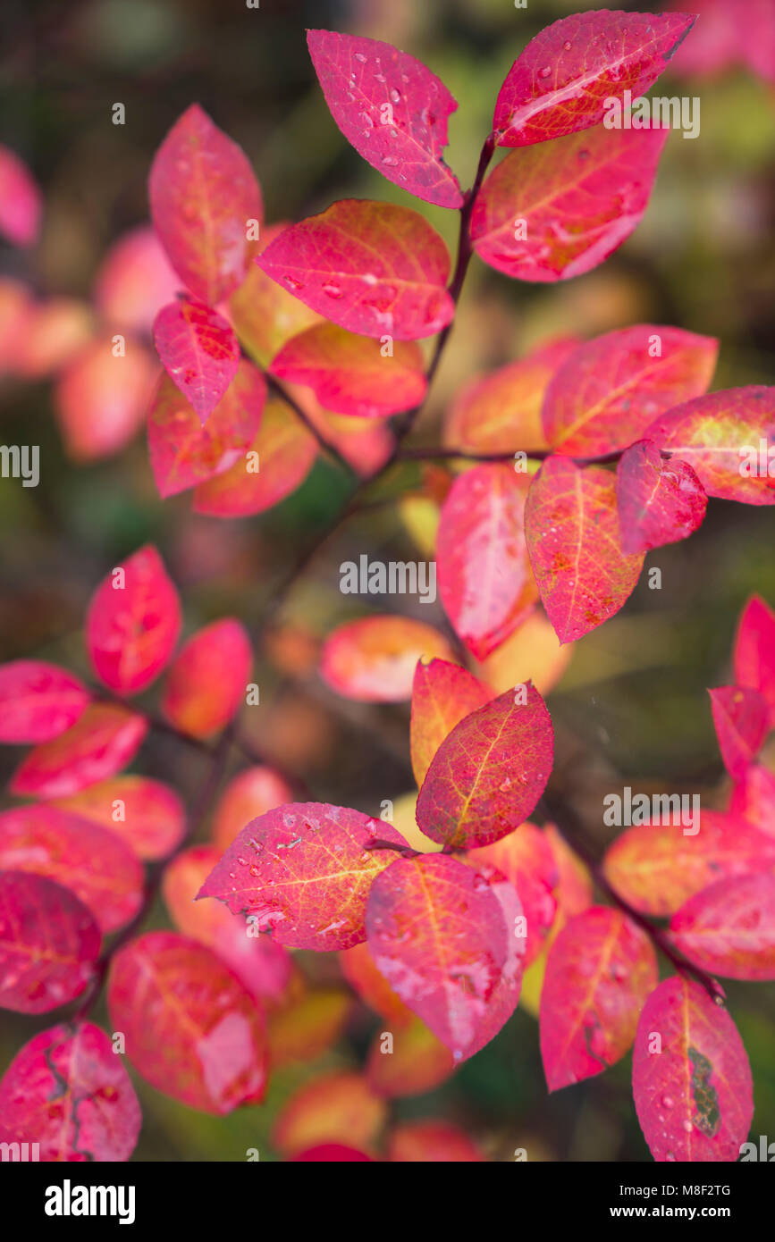 Colorful autumn leaves Stock Photo