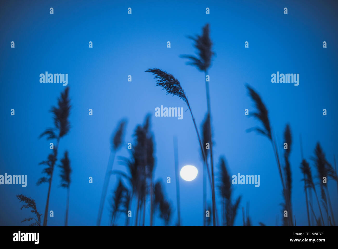 Grass full moon hi-res stock photography and images - Alamy