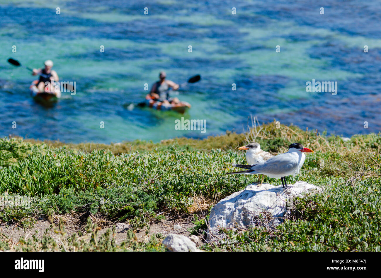 Caspian Tern (Hydroprogne caspia) and chick standing on exposed cliff with kayaks in background, Penguin Island, Shoalwater Island Marine Park, WA Stock Photo