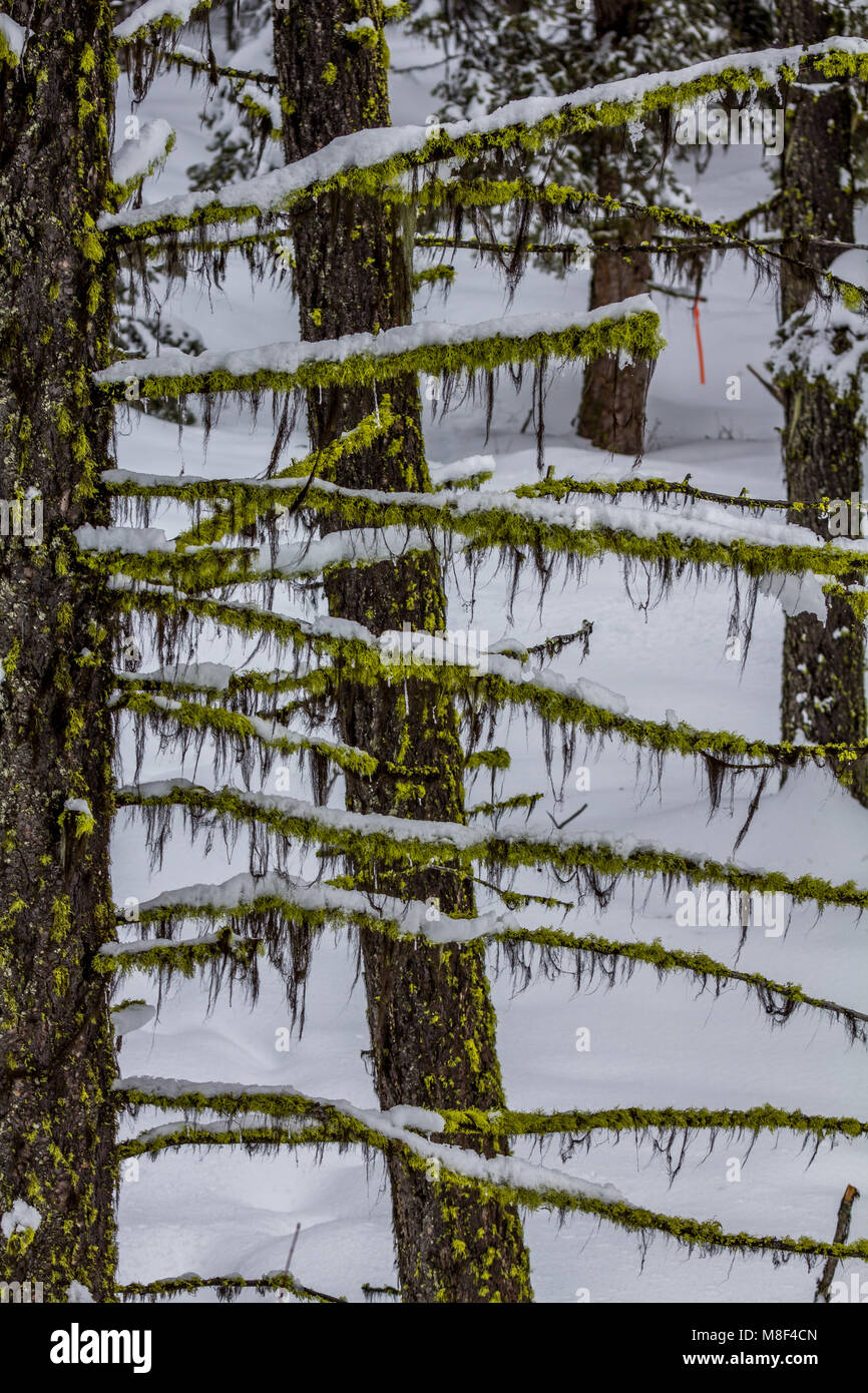 Two moss-speckled trees with horizontal branches like rungs on a ladder. Bright green moss hangs delicately from branches while tops crusted with snow Stock Photo
