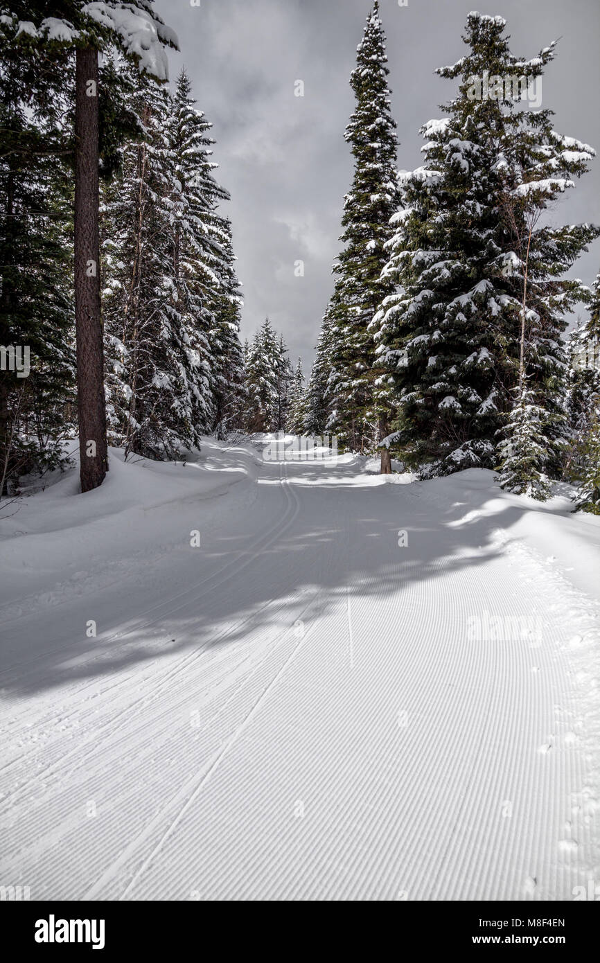 Broad trail groomed for crosscountry skiing near Kelowna, BC Stock