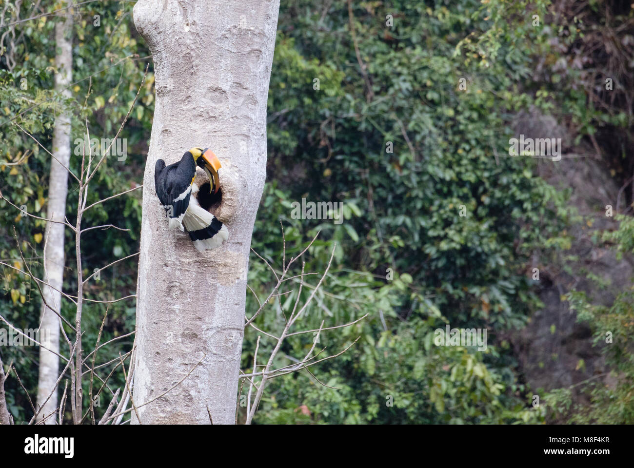 Buceros bicornis - The great hornbill/great Indian hornbill/great pied hornbill Stock Photo