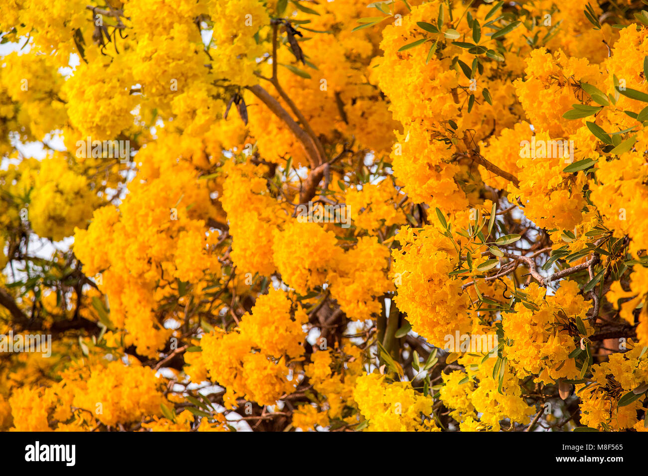 Silver trumpet tree, Tree of gold, Paraguayan silver trumpet tree. Blooming yellow flower on summer season in Thailand Stock Photo