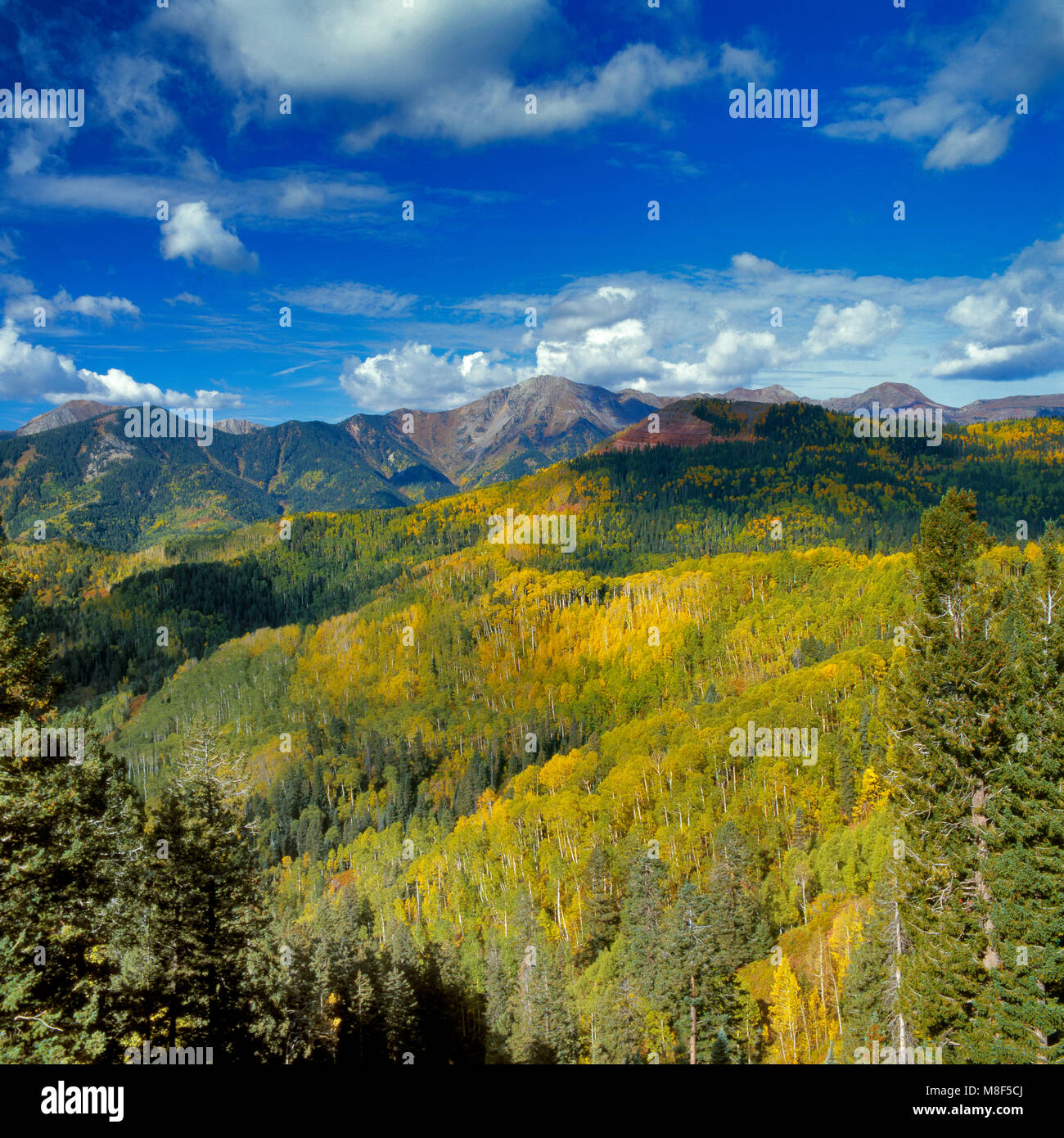 Aspen, Populus tremuloides, Silver Mountain, San Juan National Forest, Colorado Stock Photo