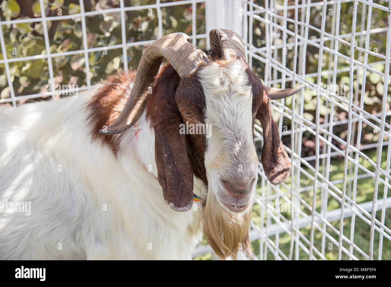 peaceful face of goat pet in cage farm agriculture life Stock Photo