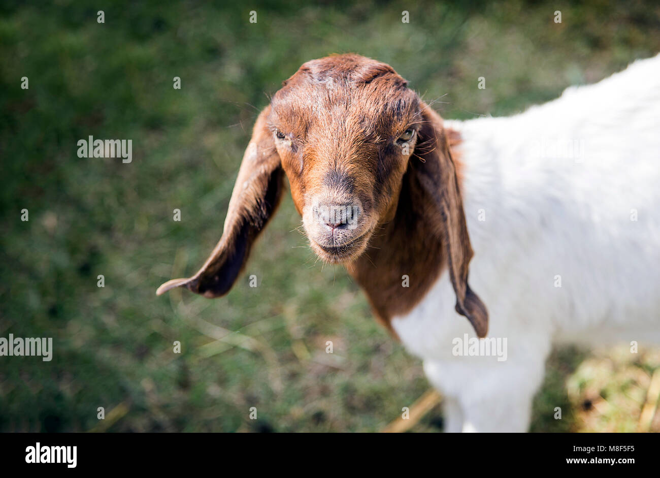 peaceful face of baby goat pet in cage farm agriculture life Stock Photo