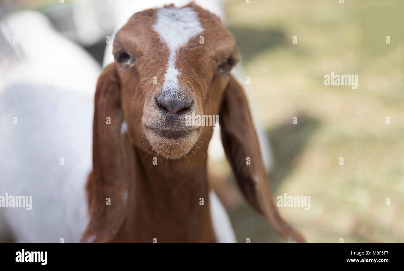 peaceful mouth of baby goat pet in cage farm agriculture life Stock Photo