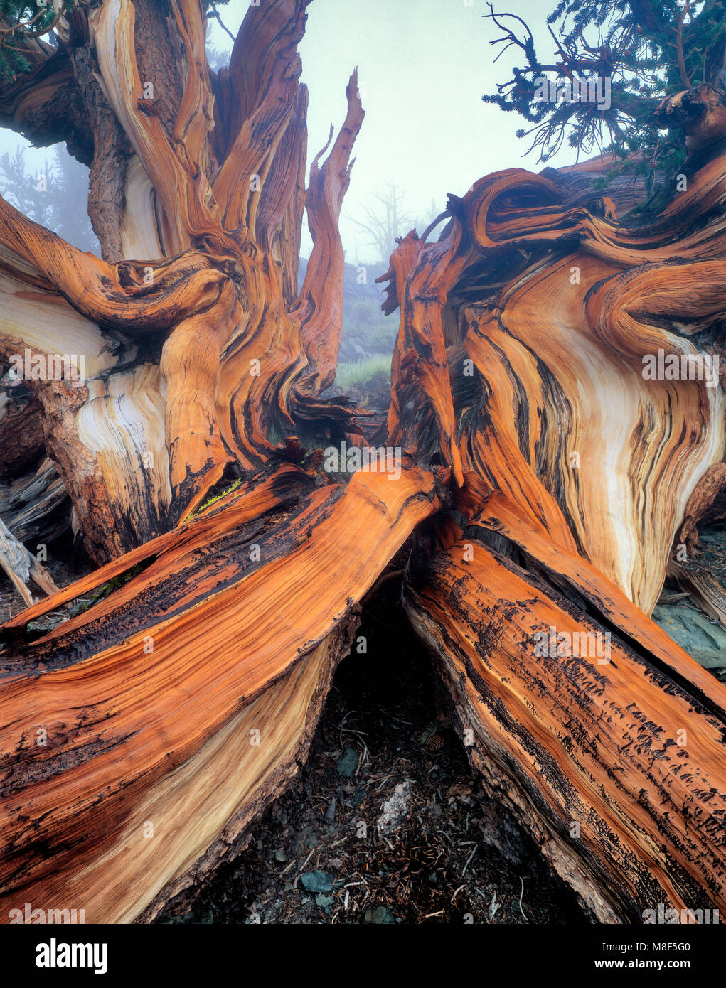 Bristlecone Pine, White Mountains, Inyo National Forest, Eastern Sierra, California Stock Photo