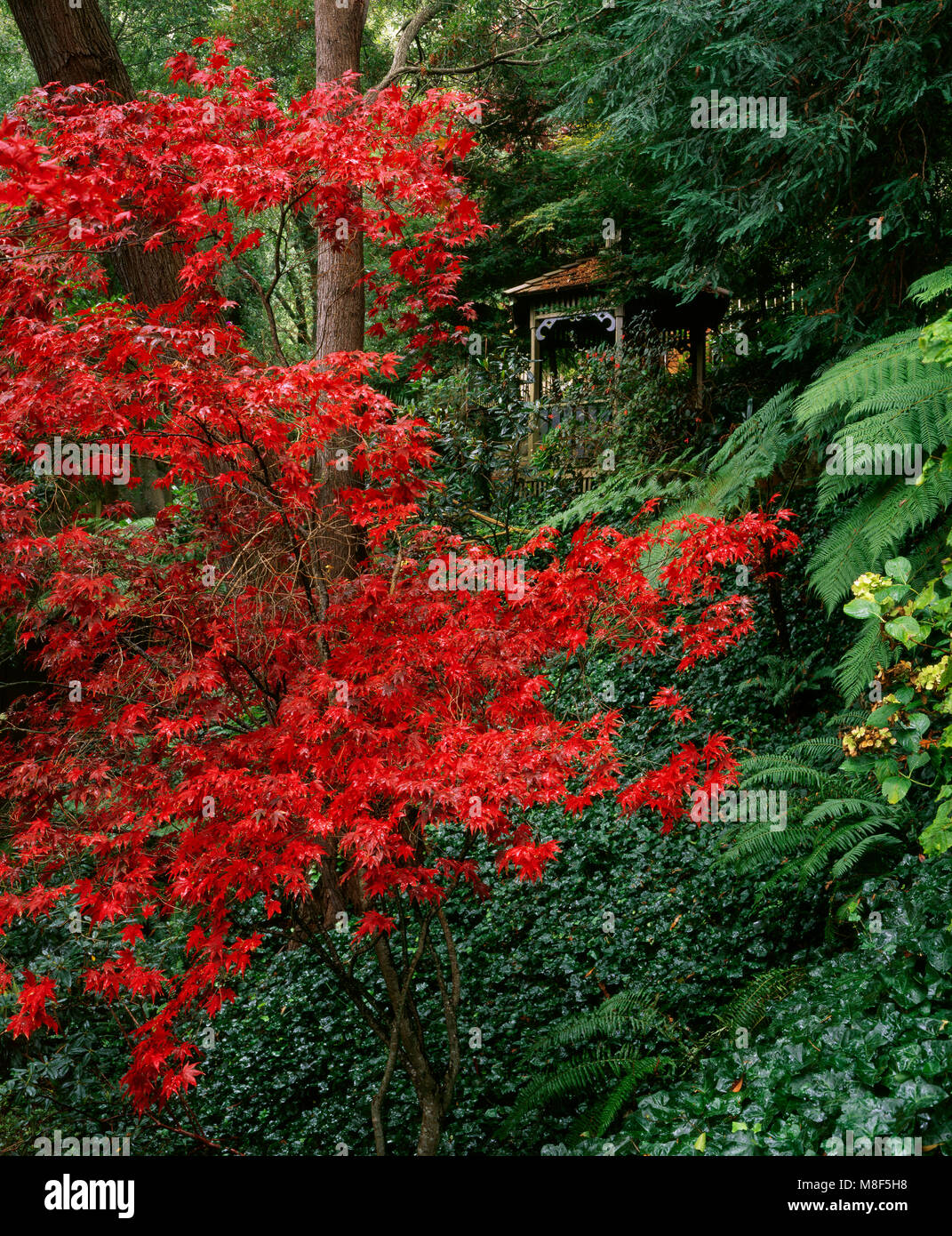 Japanese Maple, Acer Palmatum, Cypress Garden, Mill Valley, California Stock Photo
