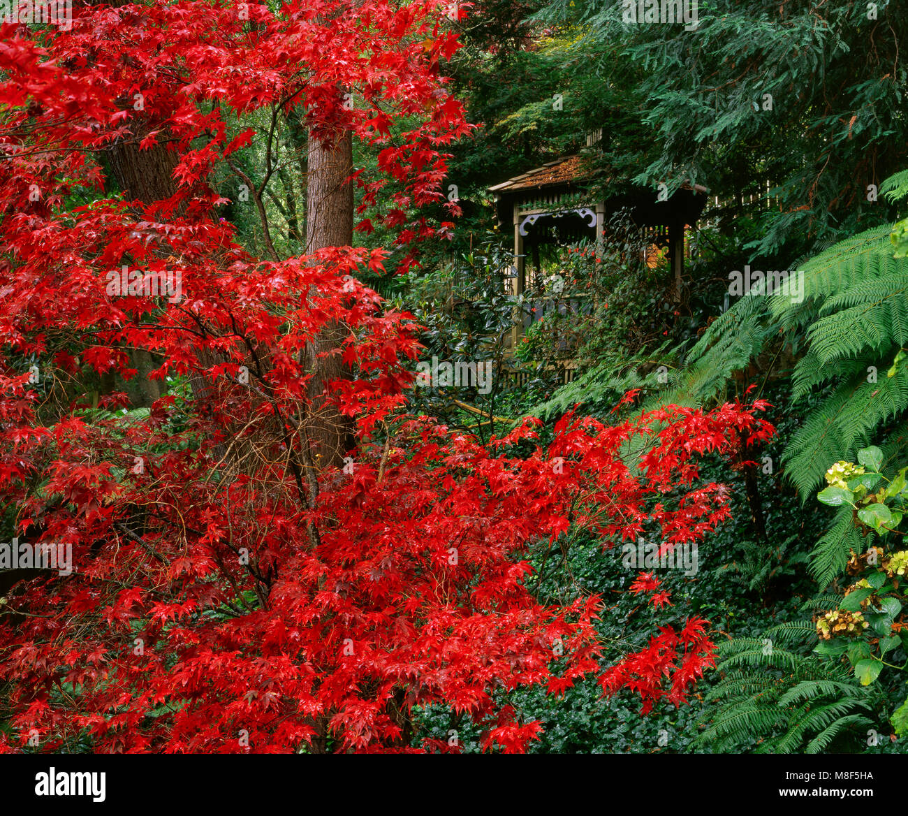 Japanese Maple, Acer Palmatum, Gazebo, Cypress Garden, Mill Valley, California Stock Photo