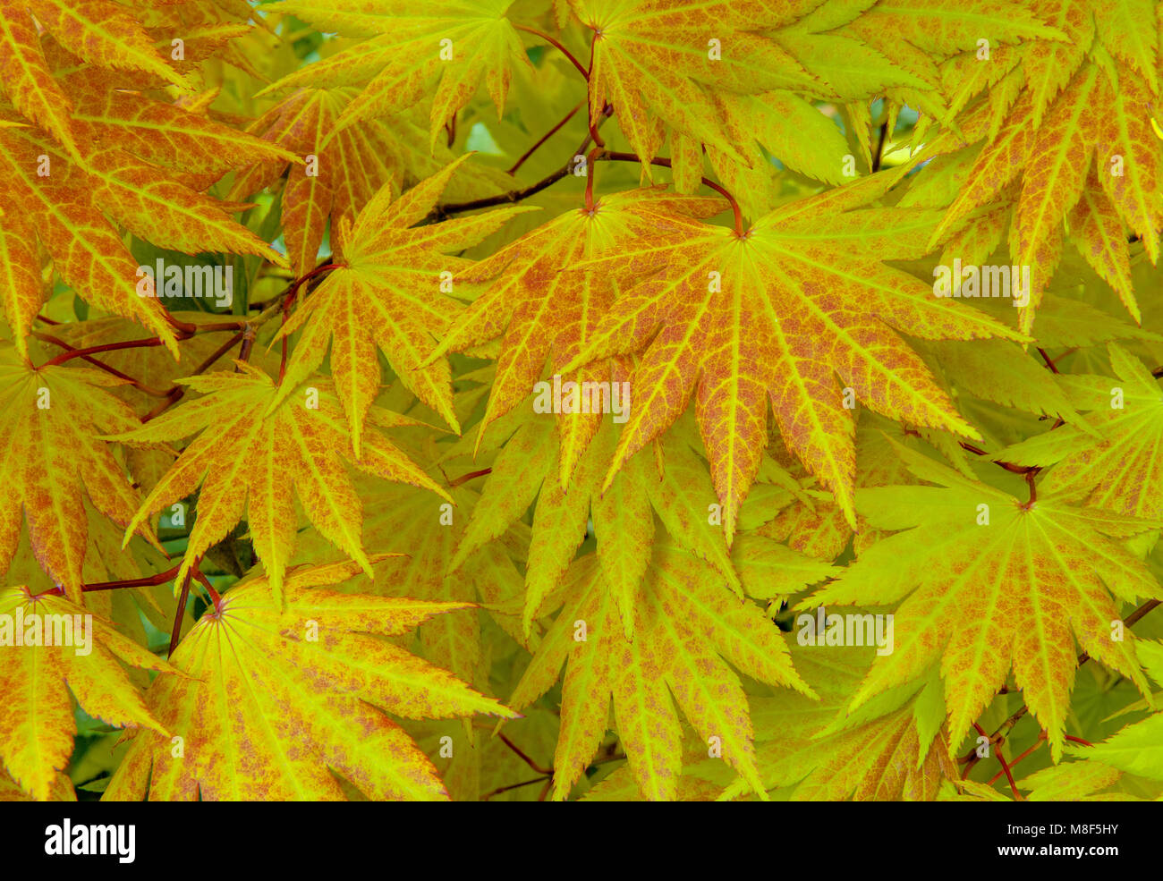 Japanese Maple Leaf, Cypress Garden, Mill Valley, California Stock Photo