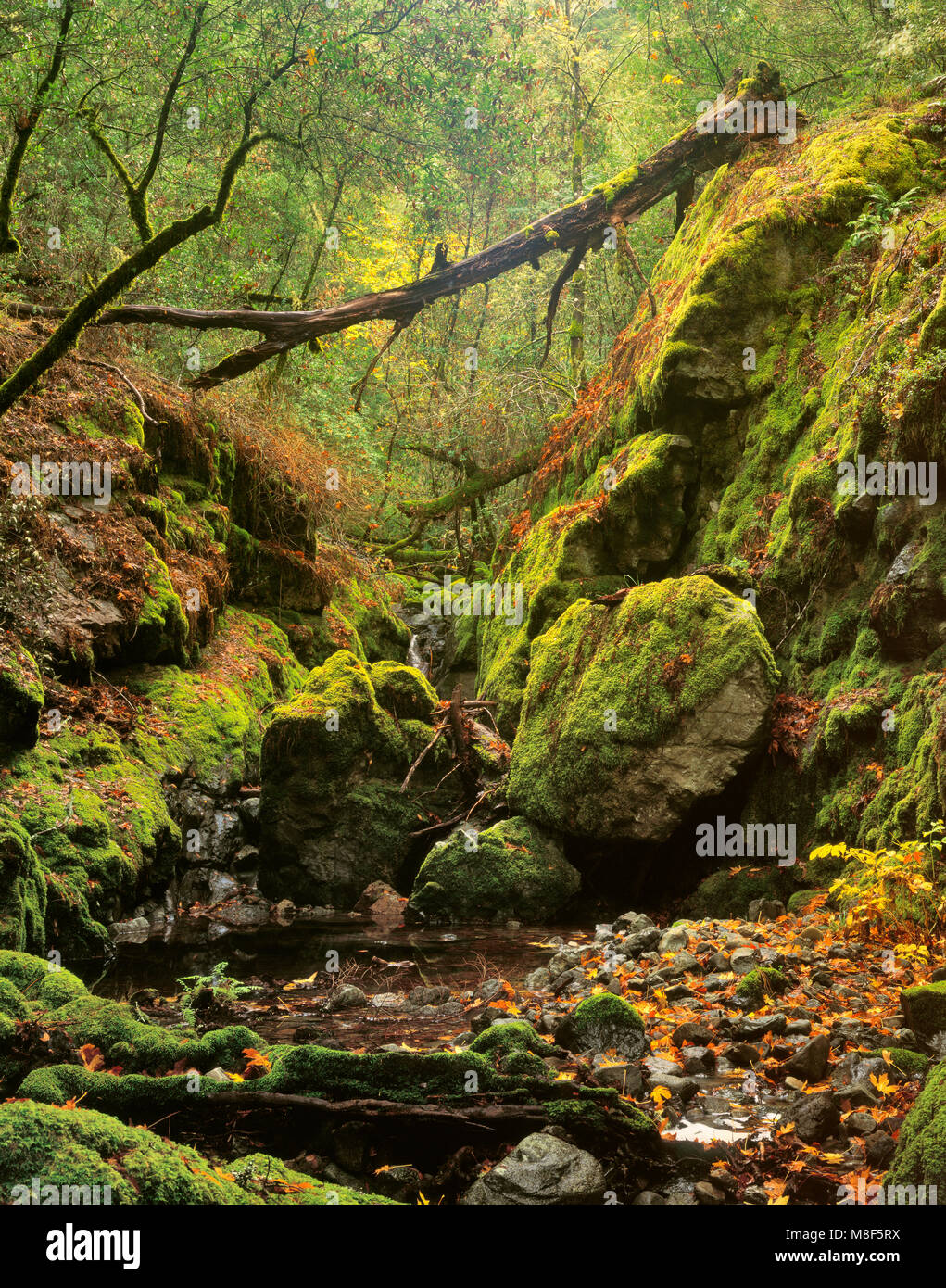 Cataract Creek, Cataract Canyon, Mount Tamalpais, Marin County, California Stock Photo