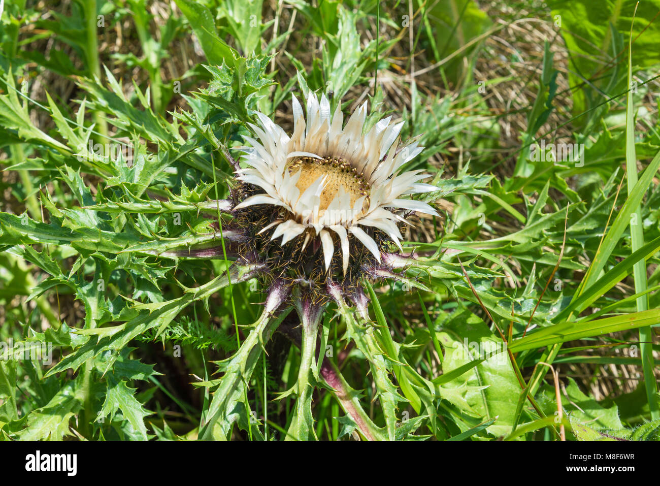 Carlina acaulis also said stemless carline thistle, dwarf carline thistle, silver thistle. Photo taken in the summer on the Alps Stock Photo