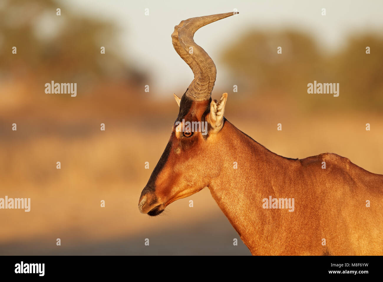 Portrait of a red hartebeest (Alcelaphus buselaphus), Kalahari desert ...