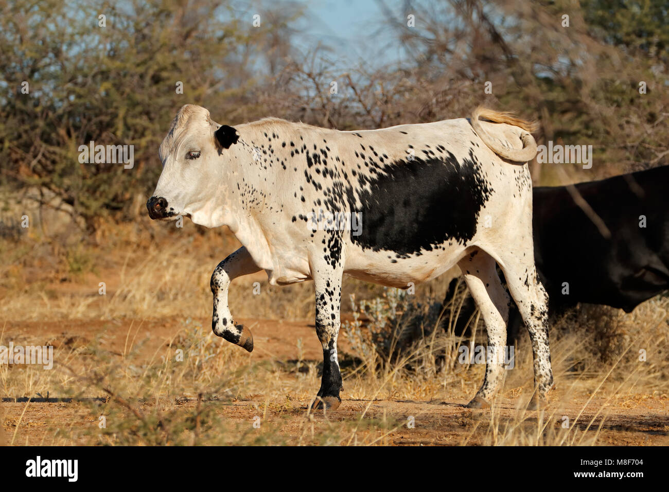 Sanga cow - indigenous cattle breed of northern Namibia, southern Africa Stock Photo