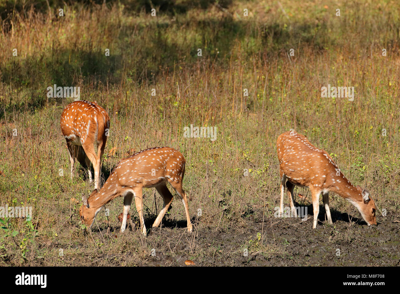 Spotted deer (Axis axis) in natural habitat, Kanha National Park, India Stock Photo