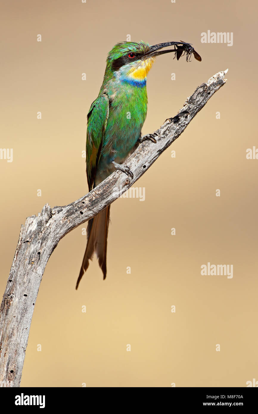 Swallow-tailed bee-eater (Merops hirundineus) perched on a branch, South Africa Stock Photo