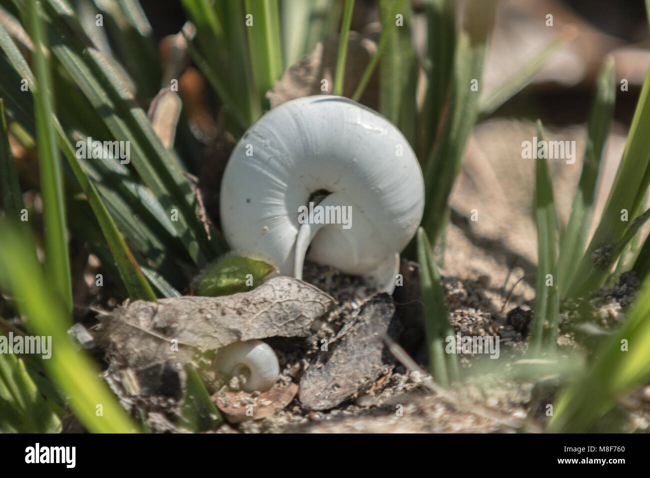 Escargot Shell Hi Res Stock Photography And Images Alamy