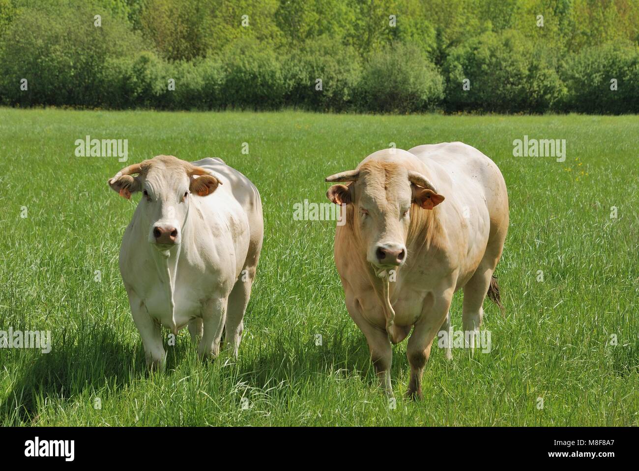 Cows in meadows Stock Photo - Alamy
