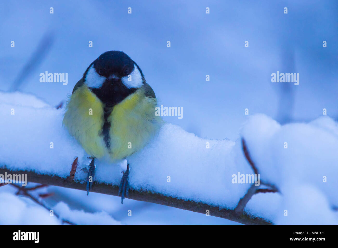 Little bird in snow Stock Photo Alamy