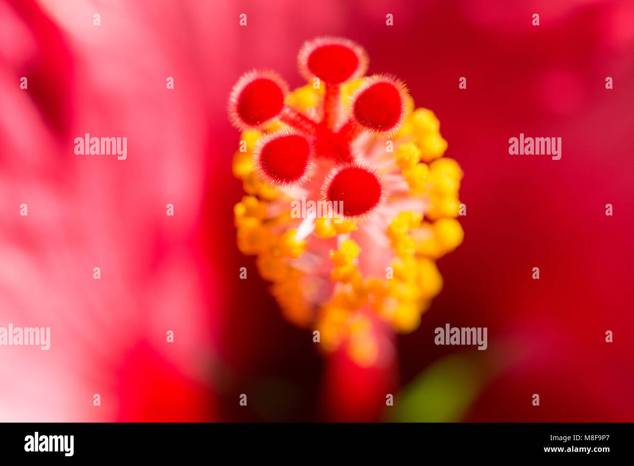 Blurred floral background with Hibiskus red flower. Macro stock photo with selective focus point and shallow DoF. Stock Photo