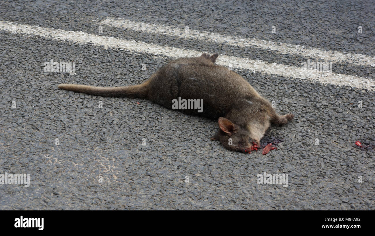 The State is proud of its efforts in terms of environmental conservation particularly its wildlife such as the Tasmanian Devil.  So for many people traveling along the Islands road network it soon becomes apparent the startling number of wildlife 'Roadkill'.  During the hot summer months it is not unusual for the rancid smell of rotting carcass to greet you before the sighting. Stock Photo