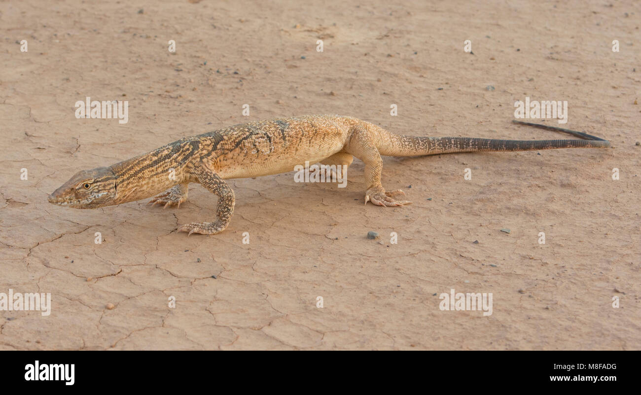 Rare Desert Monitor Lizard (Varanus griseus griseus) in the Moroccan Desert of North Africa. Stock Photo