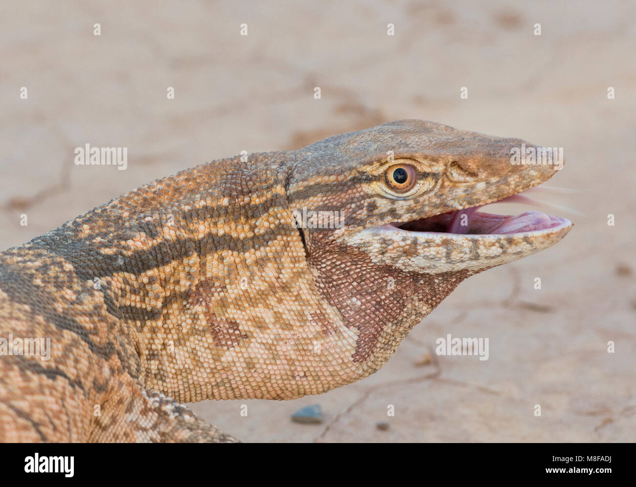Rare Desert Monitor Lizard (Varanus griseus griseus) in the Moroccan Desert of North Africa. Stock Photo