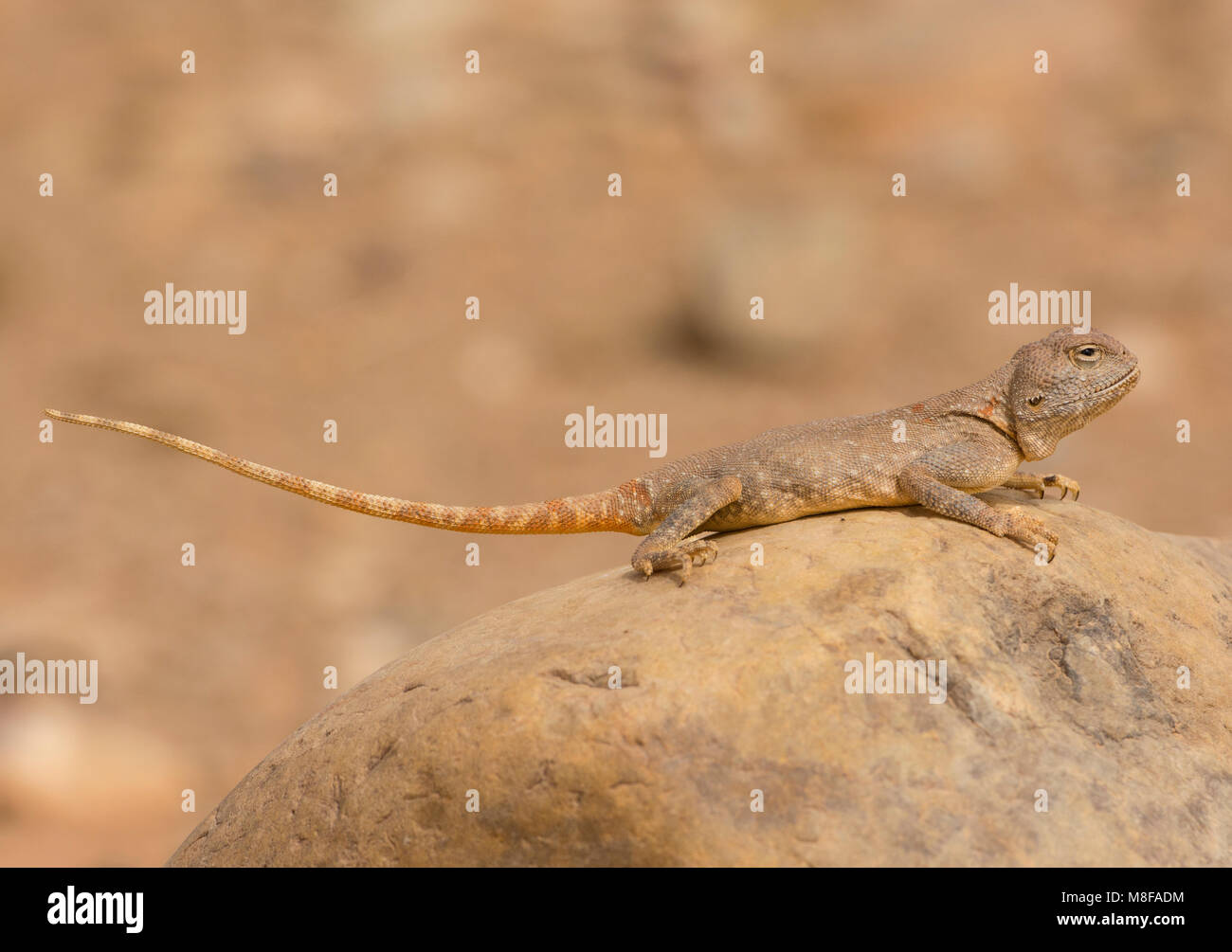 Female Moroccan Desert Agama (Trapelus mutabilis) sat on a rock in the Moroccan Desert North Africa. Stock Photo